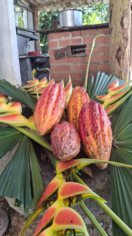 Tour Del Cacao, Amalfi, ¡Únete este domingo 1 de junio de 2025!